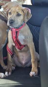 Cancun -  Catahoula Leopard Dog Dog for Adoption in Lakeland, Florida - Cancun | PetCurious