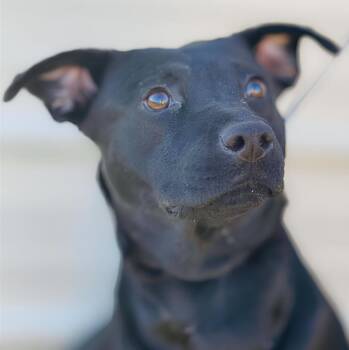 Magic -  Black Labrador Retriever Dog for Adoption in Naperville, Illinois - Magic | PetCurious