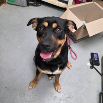 Maxine -  Mixed Breed Dog for Adoption in Duncan, Oklahoma - Maxine | PetCurious