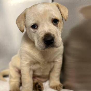 Mixed Breed Dogs Available for Adoption - Tammy | PetCurious