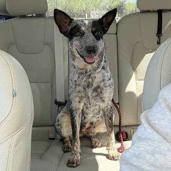 Lady -  Australian Cattle Dog Blue Heeler Dog for Adoption in Harlingen, Texas - Lady | PetCurious