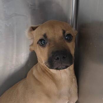Kiwi -  Terrier and Mixed Breed Dog for Adoption in Clearwater, Florida - Kiwi | PetCurious