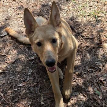 Dandy -  Mixed Breed Dog for Adoption in Milton, Florida - Dandy | PetCurious