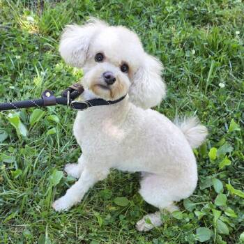 Mixed Breed Dogs Available for Adoption in Greensboro, North Carolina - Cashmere | PetCurious