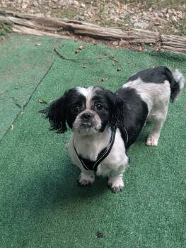 Teddy -  Shih Tzu Dog for Adoption in Richmond, Virginia - Teddy | PetCurious