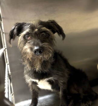 Rescue Terrier Dogs for Adoption in Crossville, Tennessee - ANDY | PetCurious