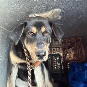 Shepherd Dogs Available for Adoption in Birmingham, Alabama - Mickey | PetCurious