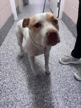 Pablo -  Pit Bull Terrier Dog for Adoption in Burgaw, North Carolina - Pablo | PetCurious
