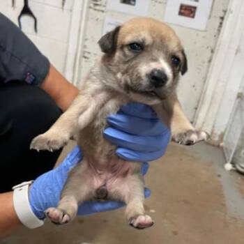 Mixed Breed Dogs Available for Adoption - Lisha | PetCurious