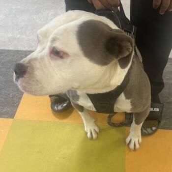 Khrome -  Pit Bull Terrier Dog for Adoption in Philadelphia, Pennsylvania - Khrome | PetCurious