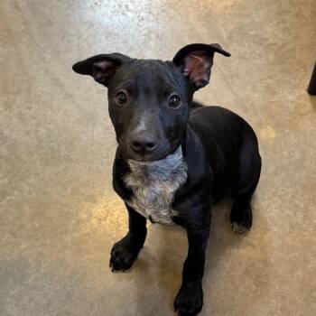 Cattle Dog and Terrier Dogs Available for Adoption in Mankato, Minnesota - Lola | PetCurious