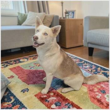Mixed Breed Dogs Available for Adoption in Boaz, Alabama - Skyla | PetCurious