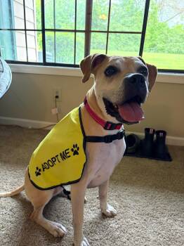 Boxer and Labrador Retriever Dogs Available for Adoption in Fort Wayne, Indiana - Lulu | PetCurious