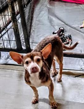 Rescue Chihuahua Dogs for Adoption in Thompson Falls, Montana - Ian | PetCurious