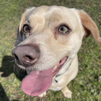 Winnie Winston -  Chihuahua and Mixed Breed Dog for Adoption in South Haven, Michigan - Winnie Winston | PetCurious