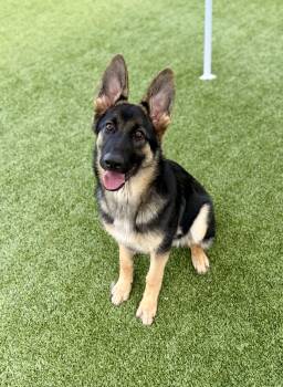 Rescue German Shepherd Dog Dogs for Adoption in Cypress, California - Kira 2 | PetCurious
