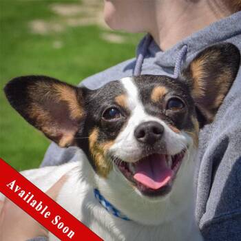 Rat Terrier and Jack Russell Terrier Dogs Available for Adoption in Huntley, Illinois - Cleo | PetCurious