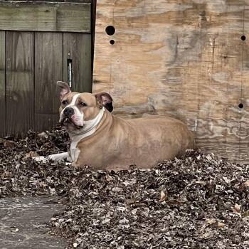 American Staffordshire Terrier Dogs Available for Adoption - Rebecca | PetCurious