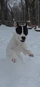 Lexi - 25257 -  Labrador Retriever and Hound Dog Available for Adoption in Armonk, New York - Lexi - 25257 | PetCurious