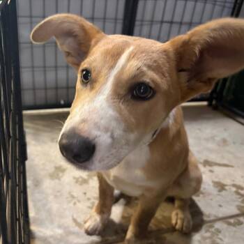 Border Collie Dogs Available for Adoption in Birmingham, Alabama - Jeanne | PetCurious