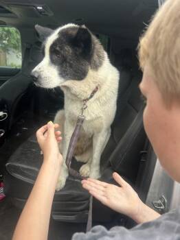 Truffles -  Akita and Mixed Breed Dog for Adoption in Warrenton, Missouri - Truffles | PetCurious