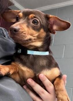 Turtle -  Miniature Dachshund and Chihuahua Dog for Adoption in Tifton, Georgia - Turtle | PetCurious
