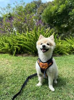 Green -  Pomeranian Dog for Adoption in Placentia, California - Green | PetCurious