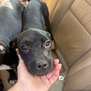 Candace Flynn -  Mixed Breed Dog for Adoption in Austin, Texas - Candace Flynn | PetCurious