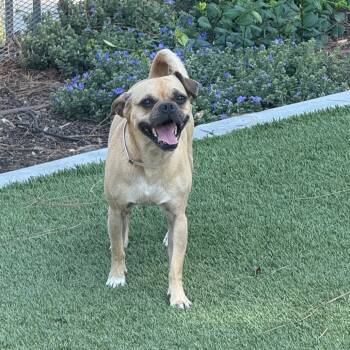 Rescue Pug and Mixed Breed Dogs for Adoption in Chino Hills, California - Nolan - City Of Industry Location | PetCurious