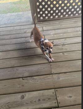 Rescue Chihuahua Dogs for Adoption in Union Grove, Wisconsin - Jerry | PetCurious