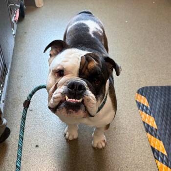English Bulldog Dogs Available for Adoption in Council Bluffs, Iowa - Braxton | PetCurious