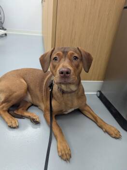 Hound Dogs Available for Adoption in Hartsville, South Carolina - Faith | PetCurious