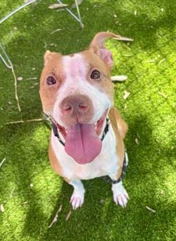 CANELA -  Mixed Breed Dog for Adoption in Jacksonville, Florida - CANELA | PetCurious