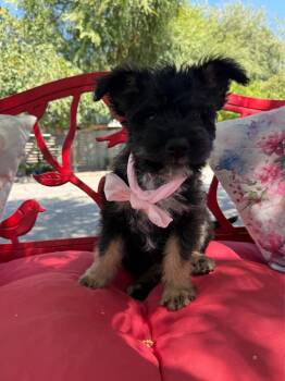 Mindy -  Cockapoo and Terrier Dog for Adoption in Temecula, California - Mindy | PetCurious