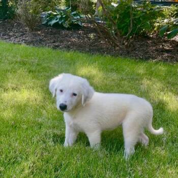 Abby -  Golden Retriever and Great Pyrenees Dog for Adoption - Abby | PetCurious