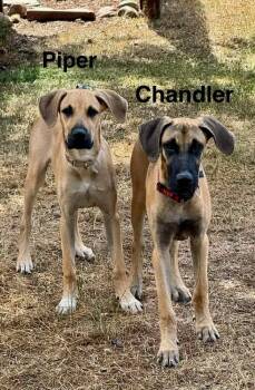 Chandler -  Great Dane and Shepherd Dog for Adoption in Thornton, Colorado - Chandler | PetCurious