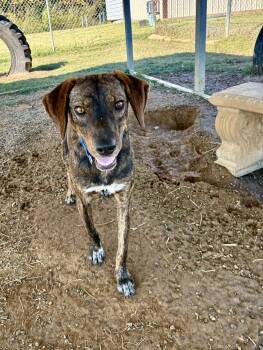 Rescue Plott Hound Dogs for Adoption in Senatobia, Mississippi - Dutch | PetCurious