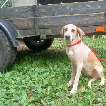Rescue Plott Hound and Labrador Retriever Dogs for Adoption in Wantagh, New York - Hallie | PetCurious