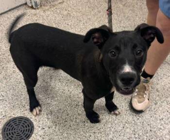 Mixed Breed Dogs Available for Adoption in Kansas City, Missouri - Mark | PetCurious