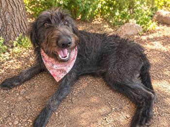 Red -  Standard Poodle and Wirehaired Pointing Griffon Dog for Adoption in Phoenix, Arizona - Red | PetCurious