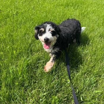 Bernese Mountain Dog and Miniature Poodle Dogs Available for Adoption in Campton Hills, Illinois - Marcie | PetCurious