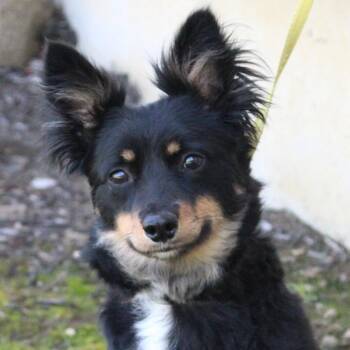Gucci -  Australian Shepherd Dog for Adoption in Eaton, Ohio - Gucci | PetCurious