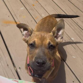Mixed Breed Dogs Available for Adoption in Columbia, Maryland - Pookie | PetCurious