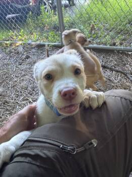 Jeep -  Akita and Terrier Dog for Adoption - Jeep | PetCurious
