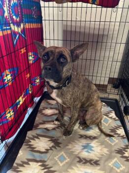 Rescue Boxer Dogs for Adoption in Knoxville, Tennessee - Clove | PetCurious