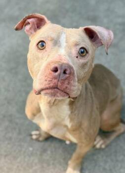 Pit Bull Terrier Dogs Available for Adoption in Chicago, Illinois - Nyx | PetCurious