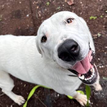 Jasmine -  Great Pyrenees and Labrador Retriever Dog for Adoption in West Palm Beach, Florida - Jasmine | PetCurious