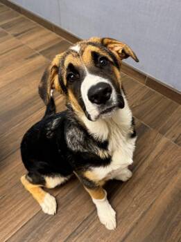 Saint Bernard Dogs Available for Adoption - Tucker | PetCurious