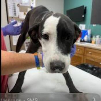 Marshall -  Retriever and Australian Cattle Dog Blue Heeler Dog for Adoption in Starkville, Mississippi - Marshall | PetCurious