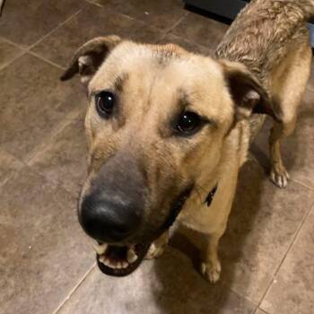 Rescue German Shepherd Dog and Black Mouth Cur Dogs for Adoption in Memphis, Tennessee - Quincy | PetCurious